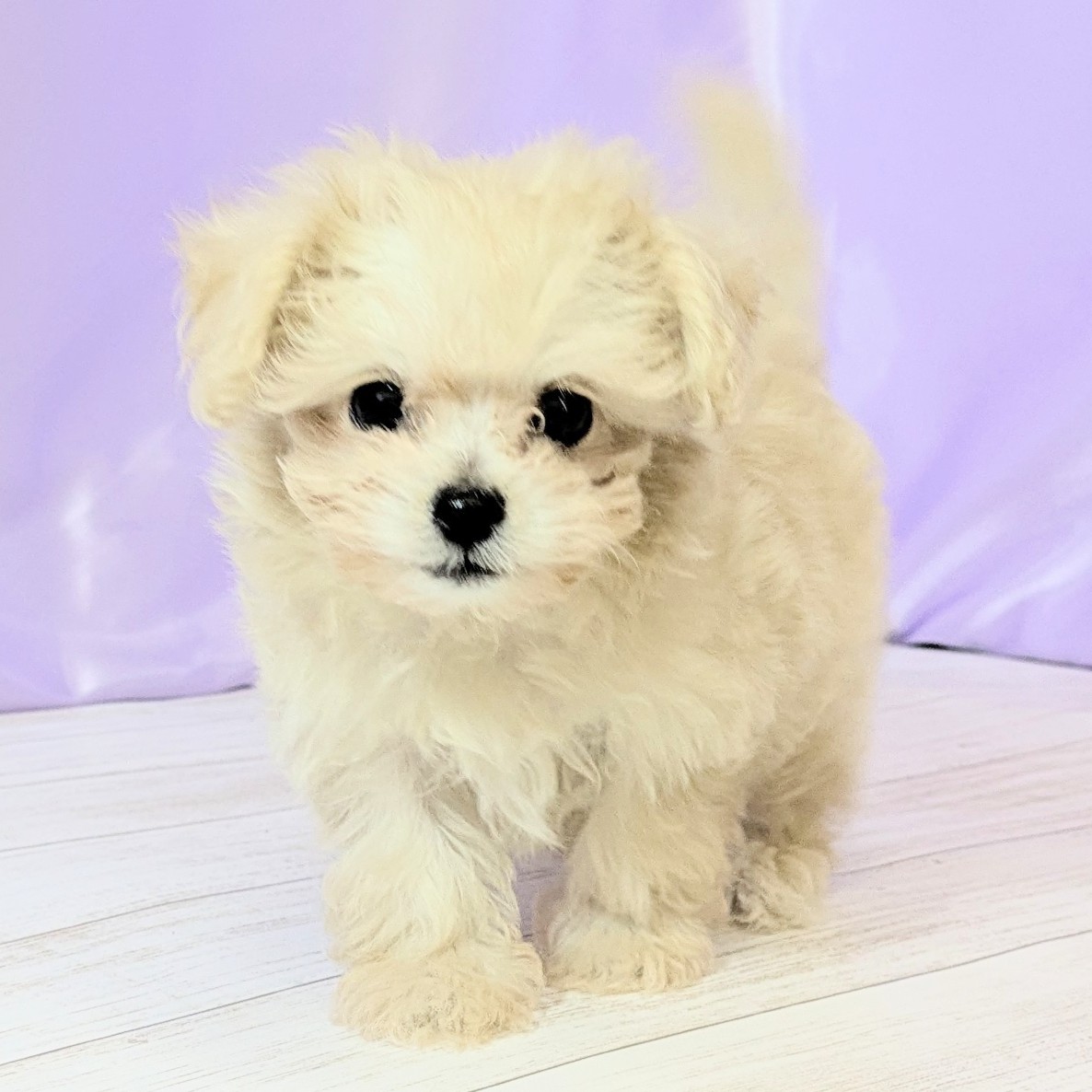 兵庫県のマルプー(マルチーズ×プードル) (犬の家＆猫の里尼崎店/2025年9月17日生まれ/女の子/クリーム)の子犬の3枚目の画像