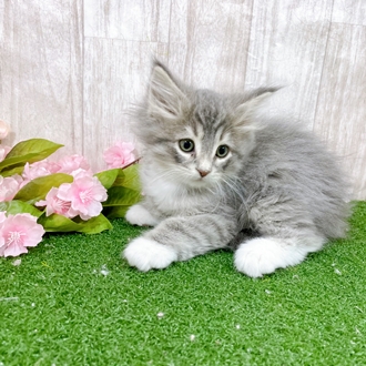 神奈川県のノルウェージャンフォレストキャット (犬の家＆猫の里小田原店/2025年12月26日生まれ/男の子/ブルータビーホワイト)の子猫の3枚目の画像