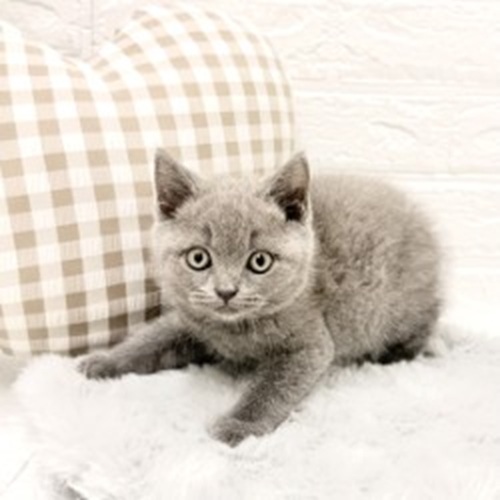 愛知県のブリティッシュショートヘアー (犬の家＆猫の里豊川インター店/2026年3月28日生まれ/男の子/ブルー)の子猫の3枚目の画像