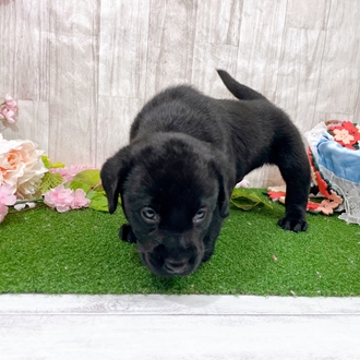 神奈川県のラブラドールレトリーバー (犬の家＆猫の里小田原店/2025年12月29日生まれ/男の子/ブラック)の子犬の3枚目の画像