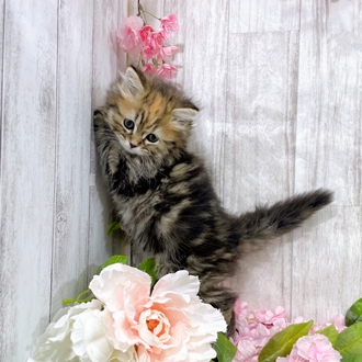 神奈川県のスコティッシュフォールド (犬の家＆猫の里小田原店/2025年12月26日生まれ/女の子/ブラウンパッチドタビー)の子猫の3枚目の画像