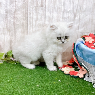 神奈川県のペルシャ (犬の家＆猫の里小田原店/2025年12月28日生まれ/女の子/チンチラシルバー)の子猫の3枚目の画像