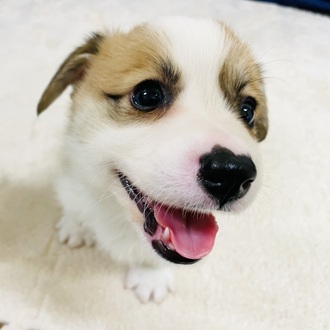 愛知県のウェルシュコーギーペンブローク (犬の家＆猫の里一宮店/2026年1月24日生まれ/男の子/レッドホワイト)の子犬の3枚目の画像