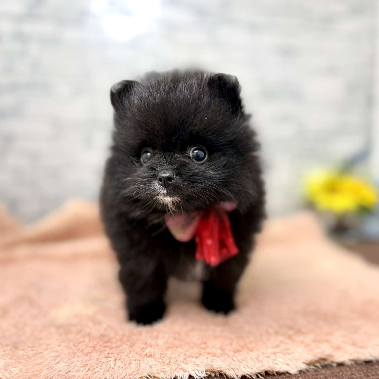 長野県のポメラニアン (犬の家＆猫の里長野店/2026年6月29日生まれ/女の子/ブラック)の子犬の3枚目の画像