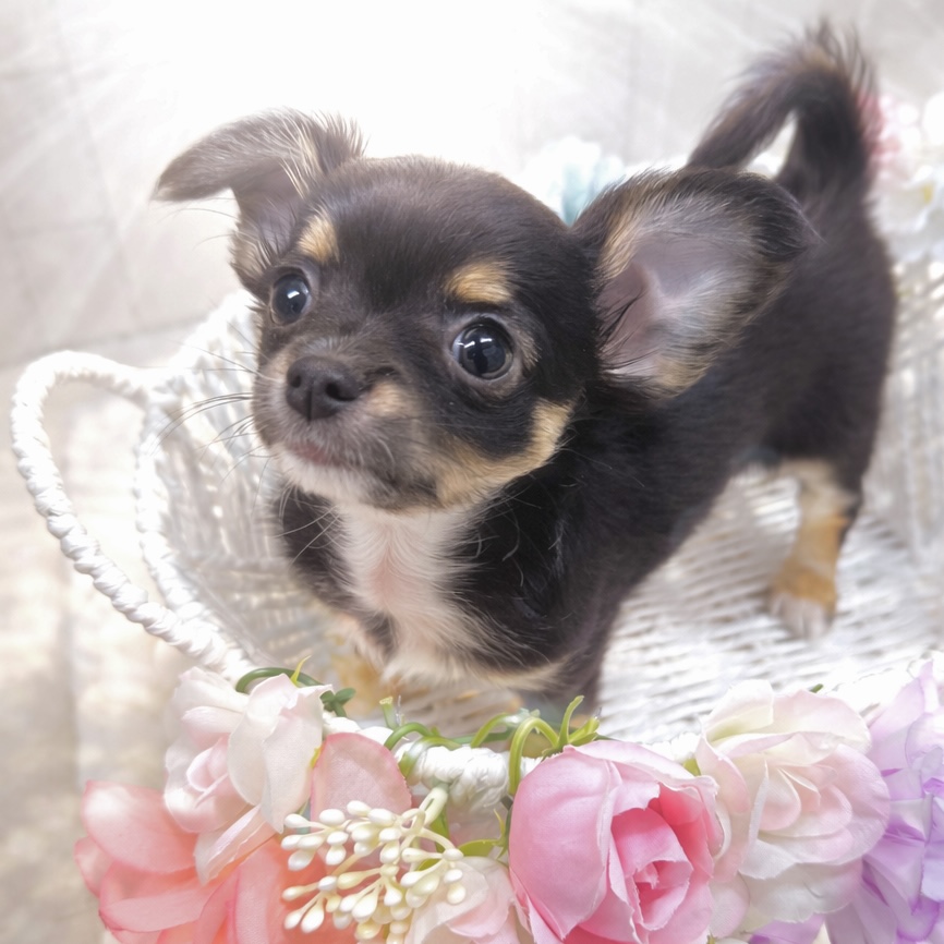 石川県のチワワ(ロング) (犬の家＆猫の里アミーゴ金沢有松店/2025年10月28日生まれ/女の子/ブラックタン)の子犬の3枚目の画像