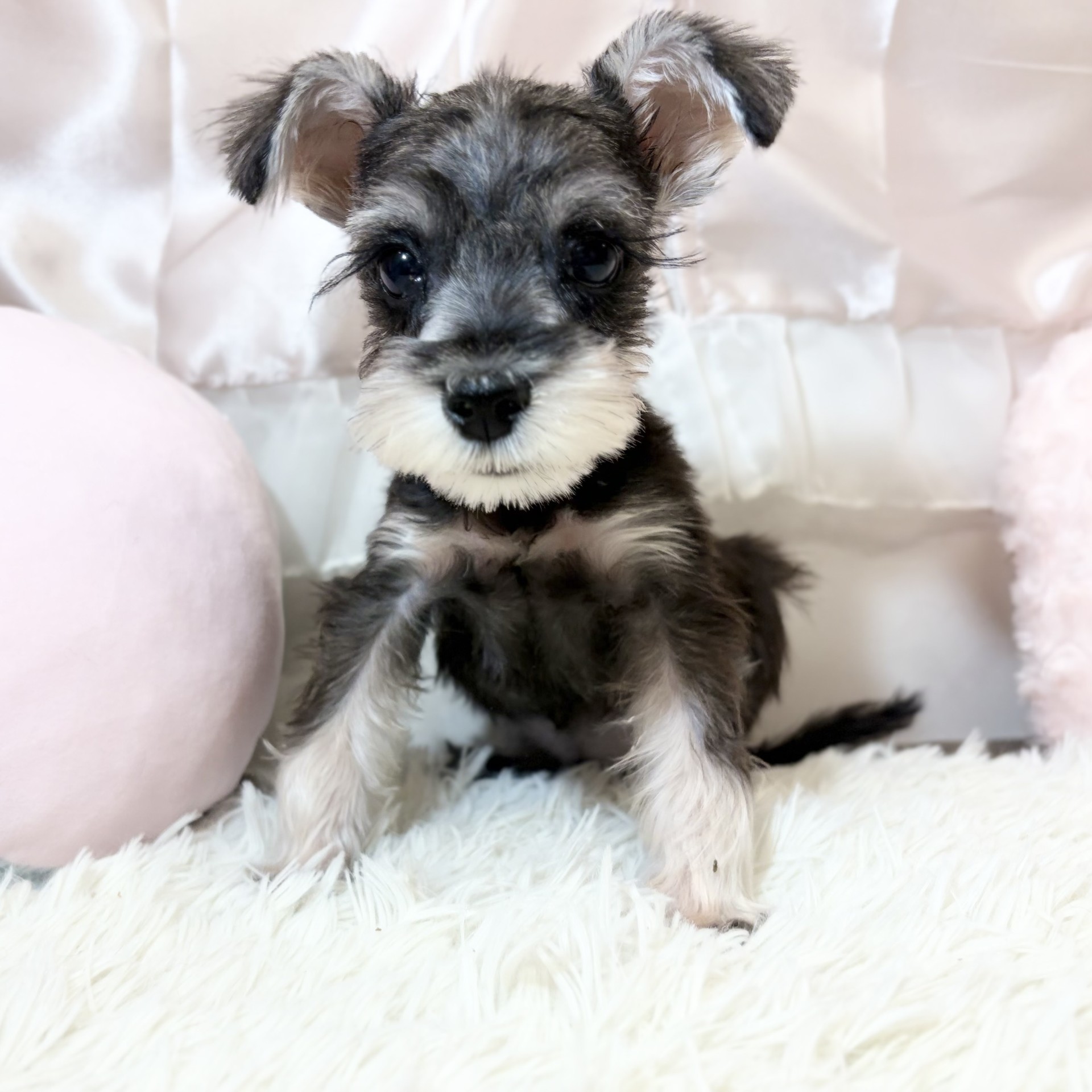 兵庫県のミニチュアシュナウザー (犬の家＆猫の里カナート西神戸店/2026年5月30日生まれ/男の子/ソルトペッパー)の子犬の3枚目の画像