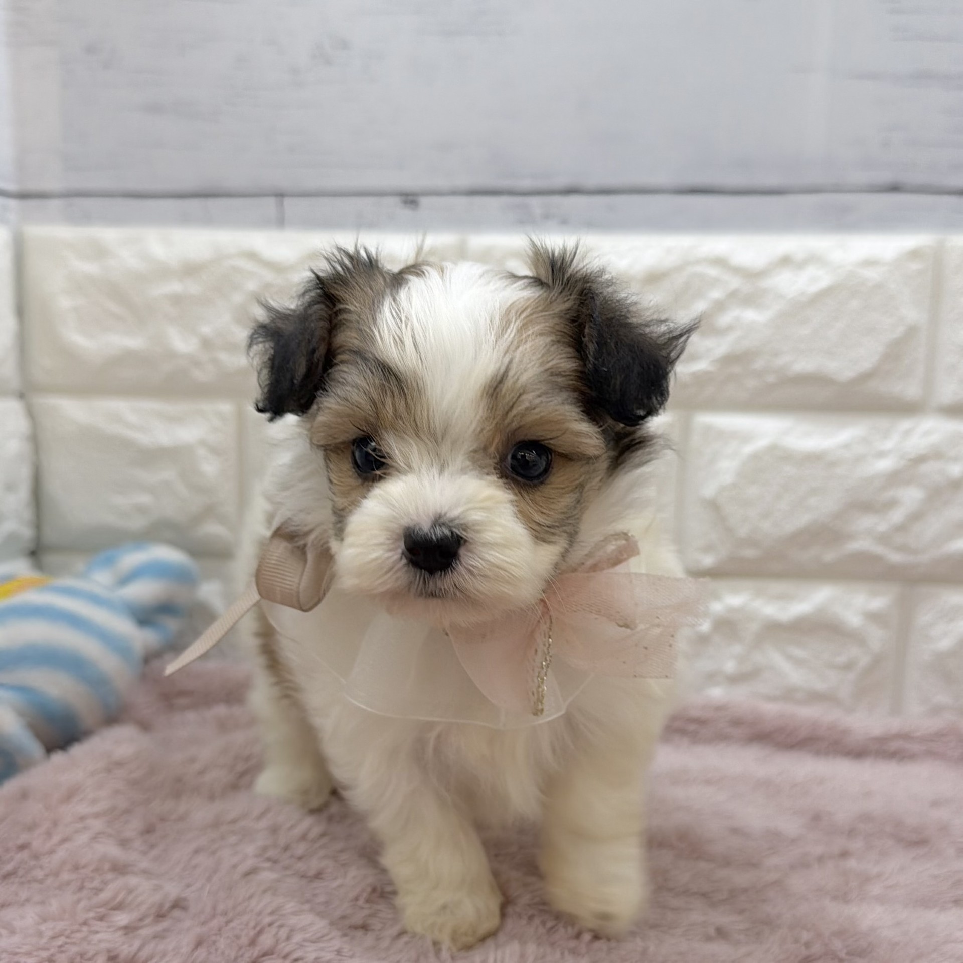 静岡県のハーフ犬・ミックス犬 (犬の家＆猫の里アミーゴ浜松和田店/2026年8月3日生まれ/女の子/ホワイトレッド)の子犬の3枚目の画像