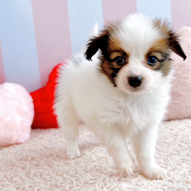 岡山県のパピヨン (犬の家＆猫の里倉敷中庄店/2026年2月21日生まれ/女の子/ホワイトブラウン)の子犬の3枚目の画像