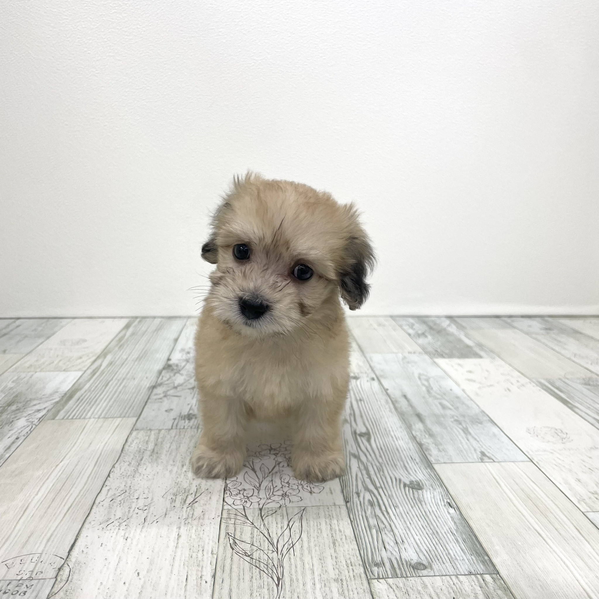 福岡県のマルックス(マルチーズ×ダックス) (犬の家＆猫の里シュロアモール筑紫野店/2025年7月22日生まれ/女の子/アプリコット)の子犬の3枚目の画像