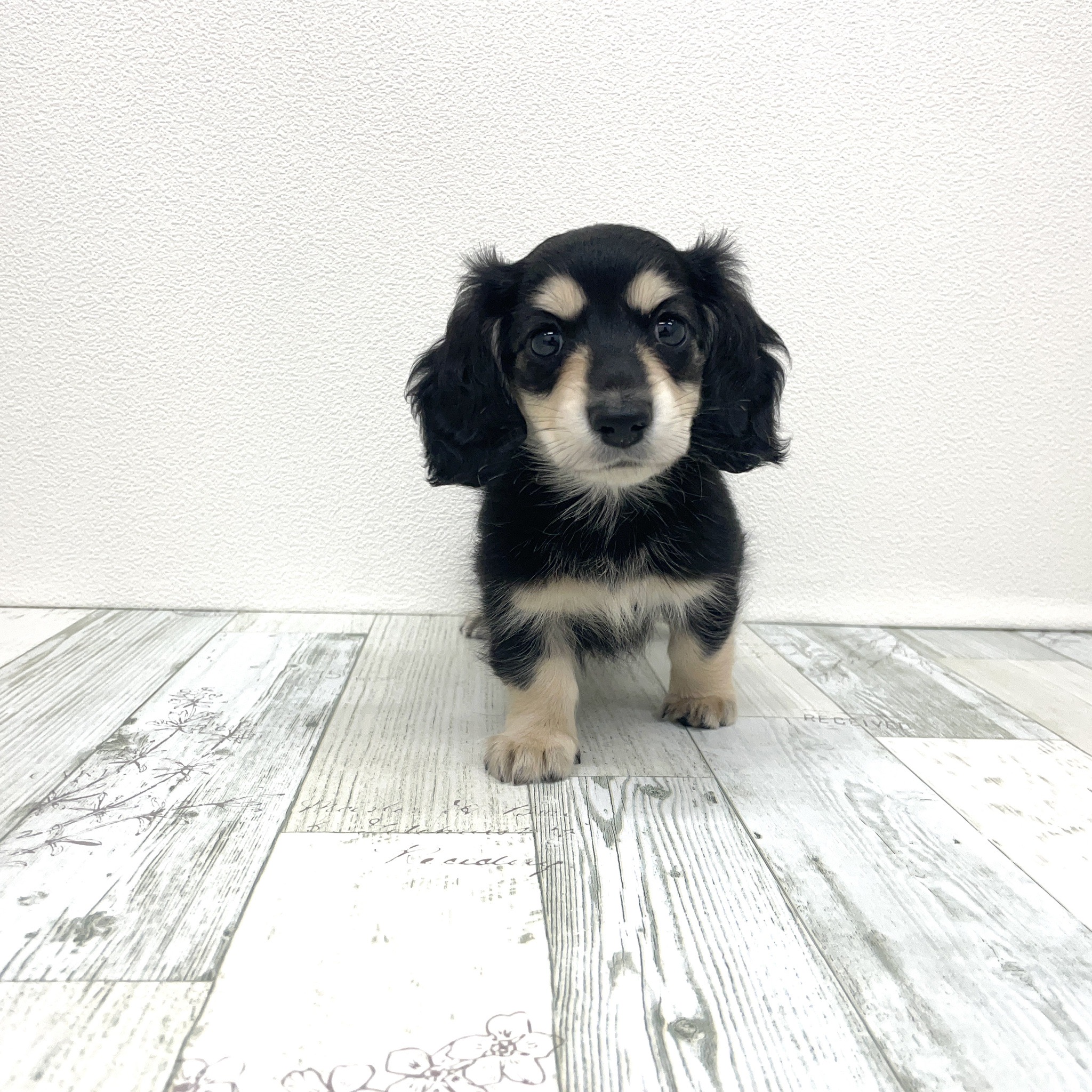 福岡県のミニチュアダックスフンド(ロング) (犬の家＆猫の里シュロアモール筑紫野店/2025年7月19日生まれ/女の子/ブラックイエロー)の子犬の3枚目の画像