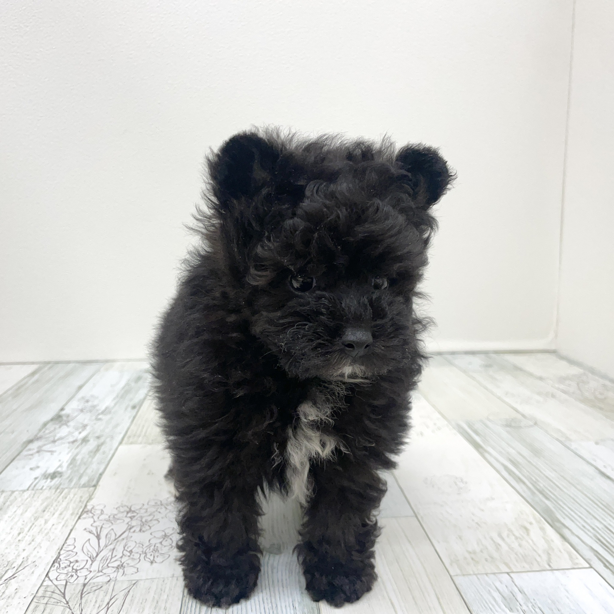 福岡県のポメプー(ポメラニアン×プードル) (犬の家＆猫の里シュロアモール筑紫野店/2025年7月17日生まれ/男の子/ブラックホワイト)の子犬の3枚目の画像