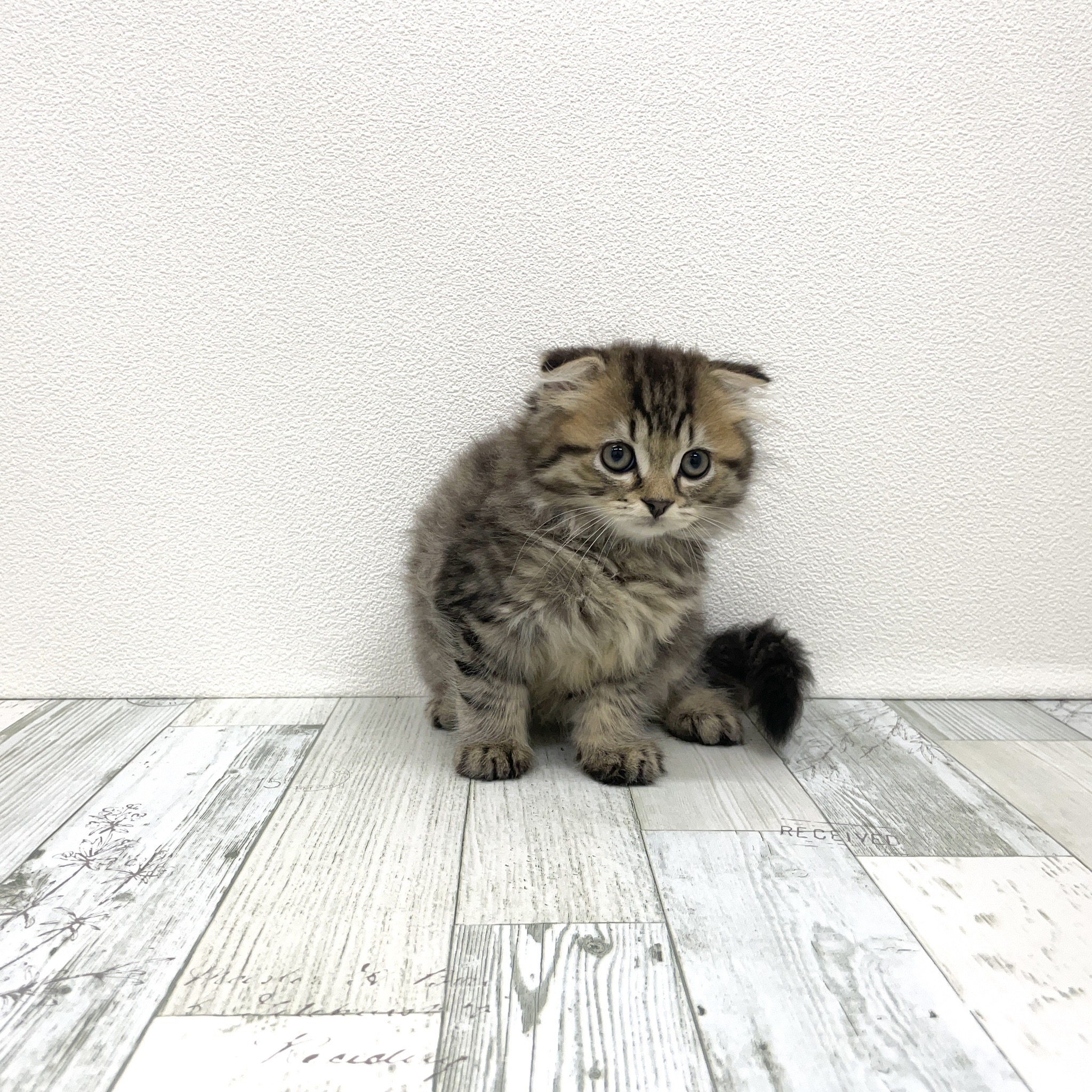 福岡県のスコティッシュフォールド (犬の家＆猫の里シュロアモール筑紫野店/2025年7月12日生まれ/男の子/ブラウンタビー)の子猫の3枚目の画像