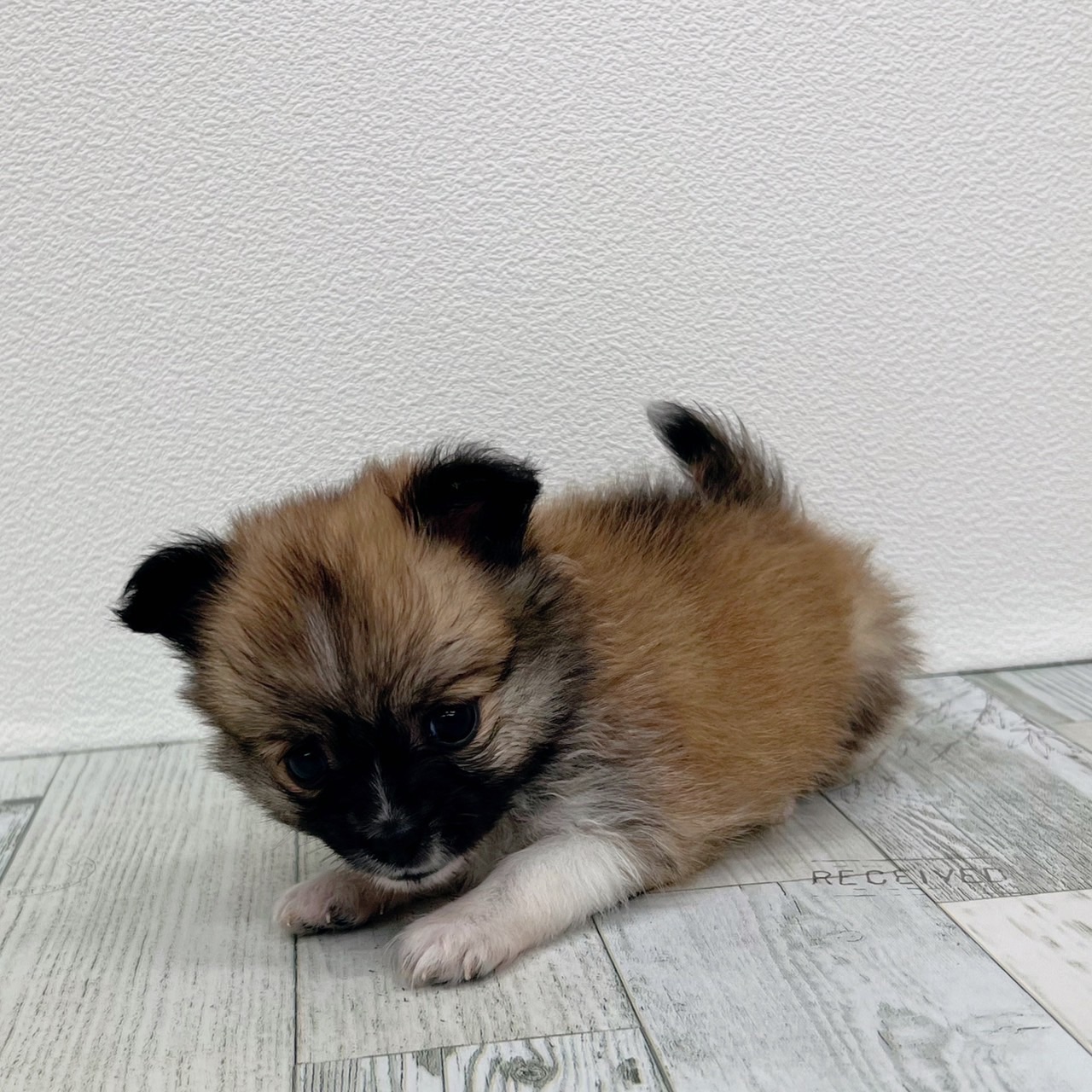 福岡県のパピチー/チワパピ(パピヨン×チワワ) (犬の家＆猫の里シュロアモール筑紫野店/2025年8月5日生まれ/女の子/レッドホワイト)の子犬の3枚目の画像