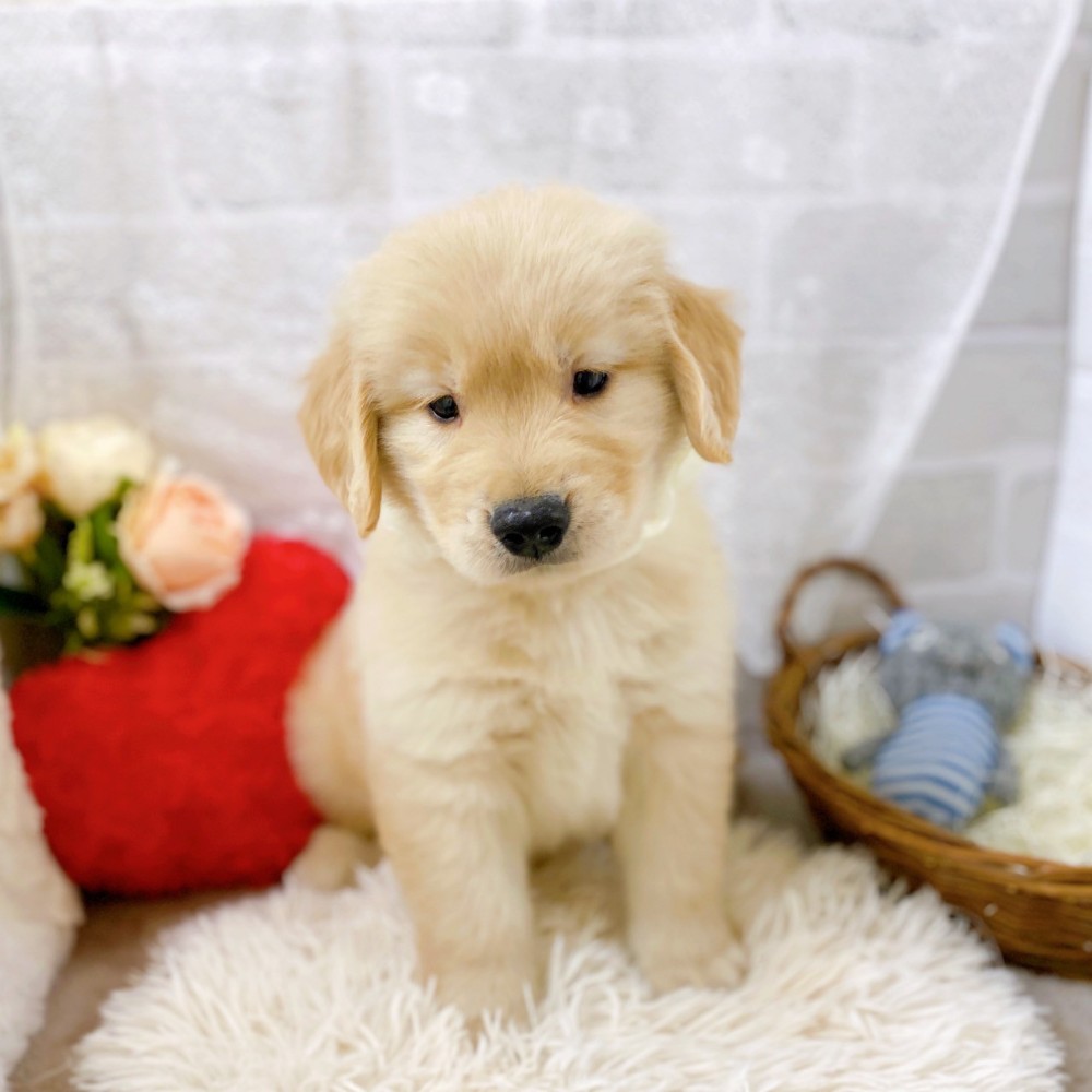 滋賀県のゴールデンレトリバー (犬の家＆猫の里長浜店/2025年7月9日生まれ/男の子/ゴールデン)の子犬の3枚目の画像