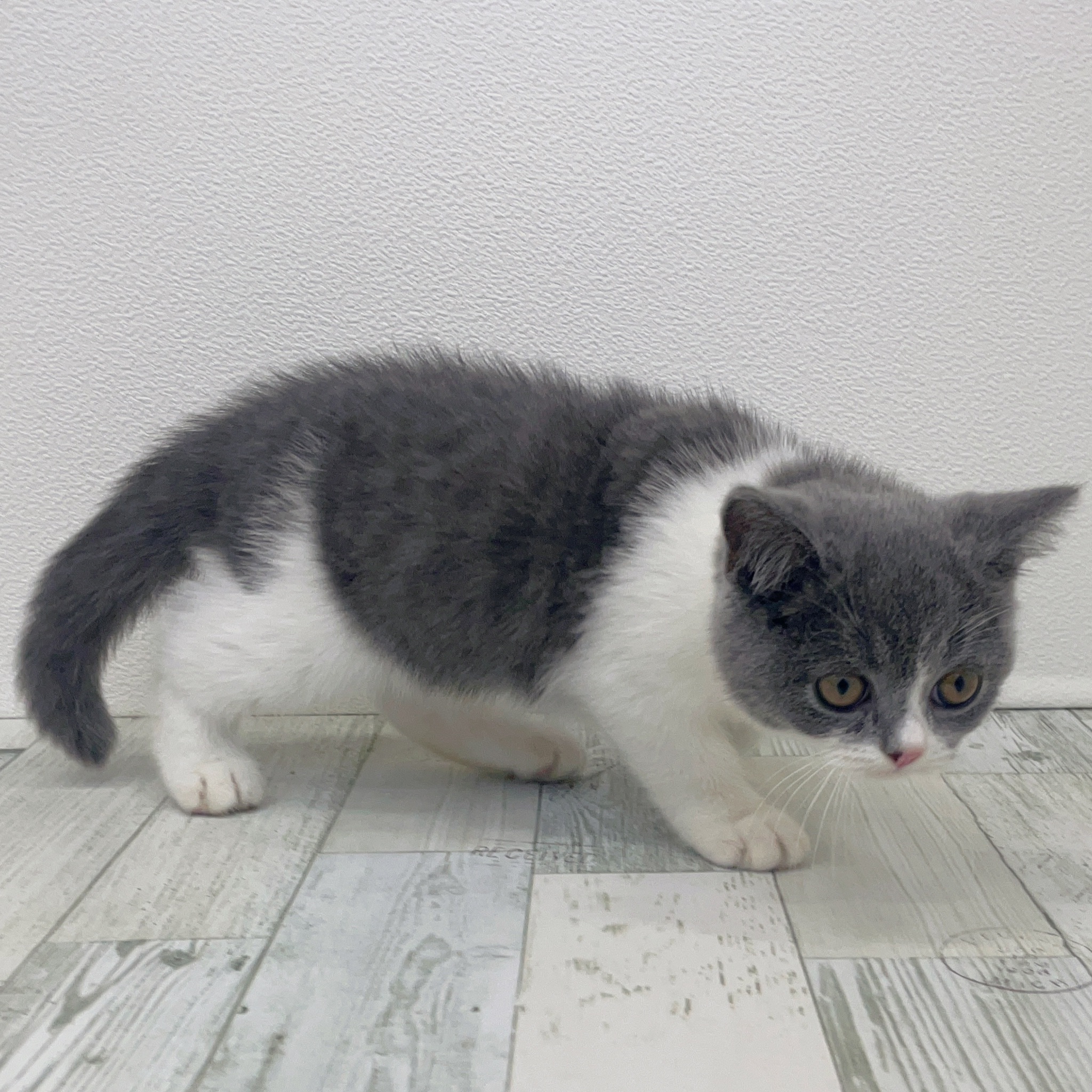 福岡県のブリティッシュショートヘアー (犬の家＆猫の里シュロアモール筑紫野店/2025年7月24日生まれ/男の子/ブルーホワイト)の子猫の3枚目の画像