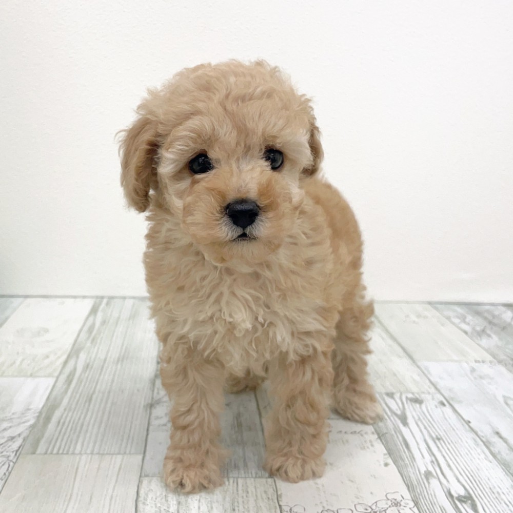 福岡県のトイプードル(トイ) (犬の家&猫の里シュロアモール筑紫野店/2025年8月26日生まれ/女の子/アプリコット)の子犬の3枚目の画像