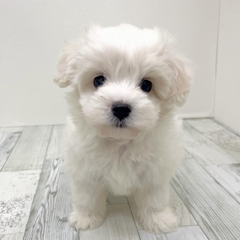 福岡県のハーフ犬・ミックス犬 (犬の家&猫の里シュロアモール筑紫野店/2025年8月23日生まれ/男の子/ホワイト)の子犬の3枚目の画像