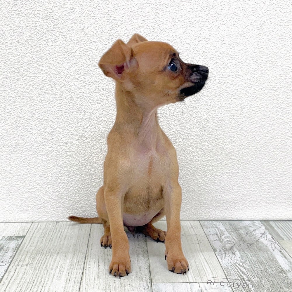 福岡県のチワピン(チワワ×ミニチュアピンシャー) (犬の家&猫の里シュロアモール筑紫野店/2025年8月25日生まれ/女の子/レッド)の子犬の3枚目の画像