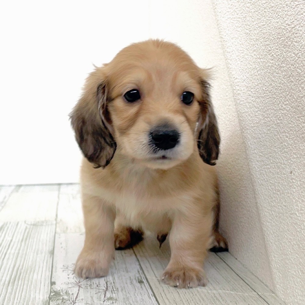 福岡県のミニチュアダックスフンド(ロング) (犬の家＆猫の里シュロアモール筑紫野店/2025年8月26日生まれ/男の子/シェーデットイエロー)の子犬の3枚目の画像
