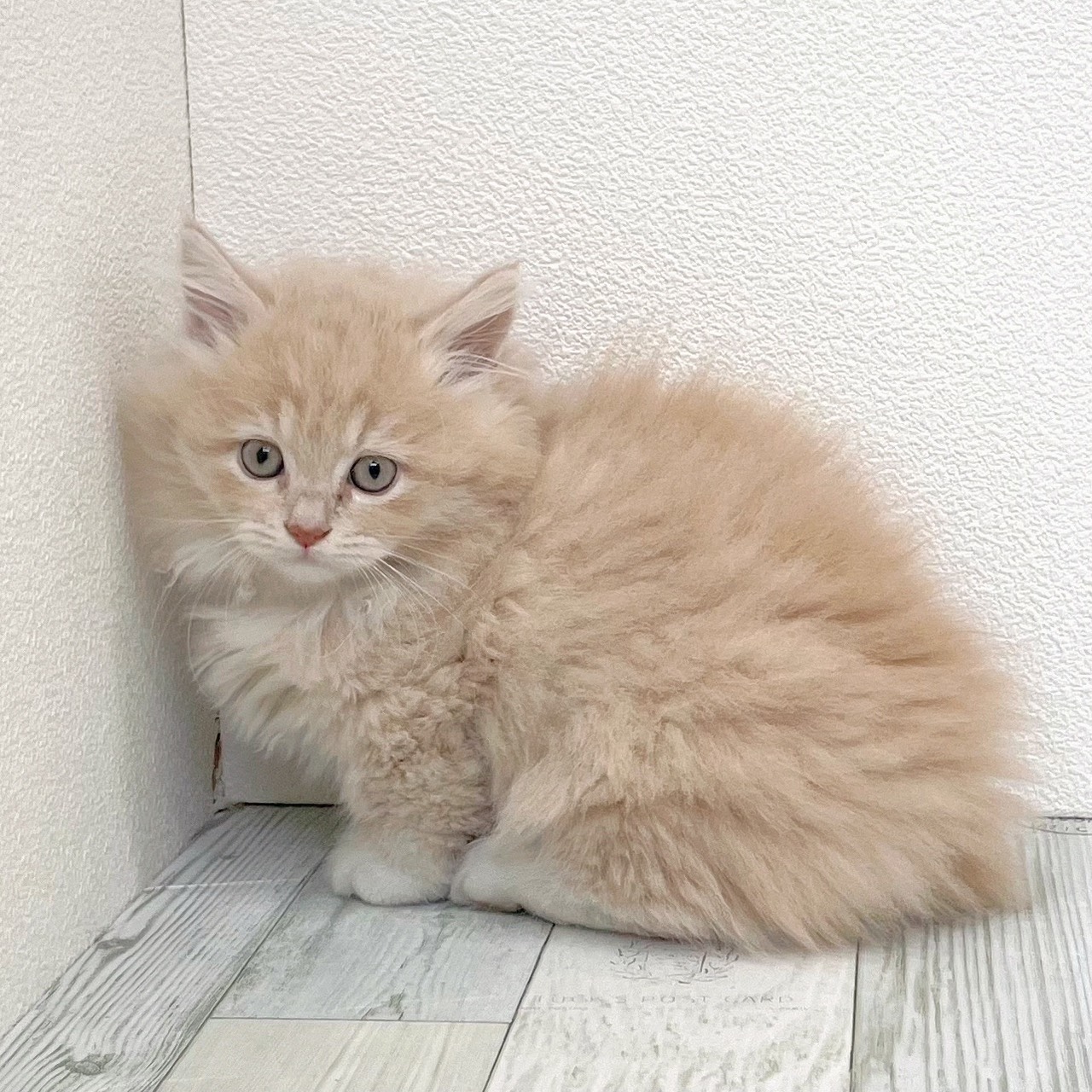 福岡県のマンチカン (犬の家＆猫の里シュロアモール筑紫野店/2025年8月28日生まれ/女の子/クリームタビーホワイト)の子猫の3枚目の画像