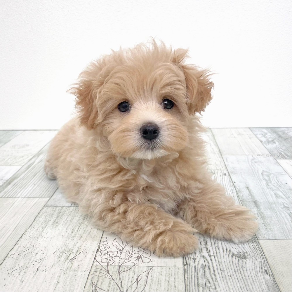 福岡県のマルプー(マルチーズ×プードル) (犬の家＆猫の里シュロアモール筑紫野店/2025年8月29日生まれ/男の子/クリームホワイト)の子犬の3枚目の画像