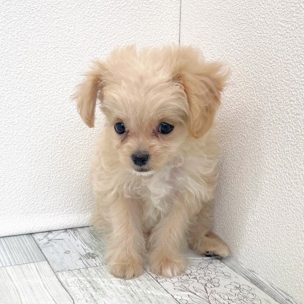 福岡県のチワプー/プーチー(チワワ×プードル) (犬の家＆猫の里シュロアモール筑紫野店/2025年8月31日生まれ/女の子/クリームホワイト)の子犬の3枚目の画像