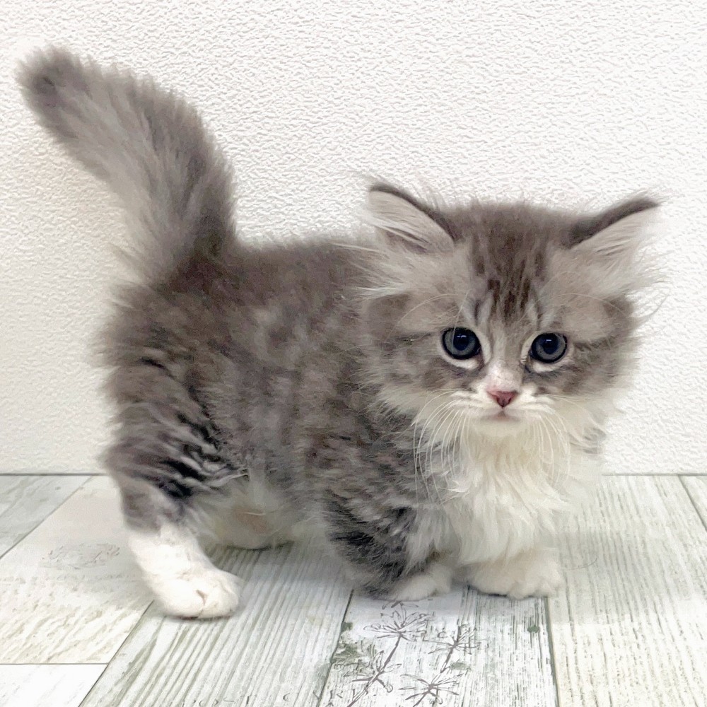 福岡県のミヌエット (犬の家＆猫の里シュロアモール筑紫野店/2025年8月31日生まれ/男の子/ブルーシルバータビーホワイト)の子猫の3枚目の画像