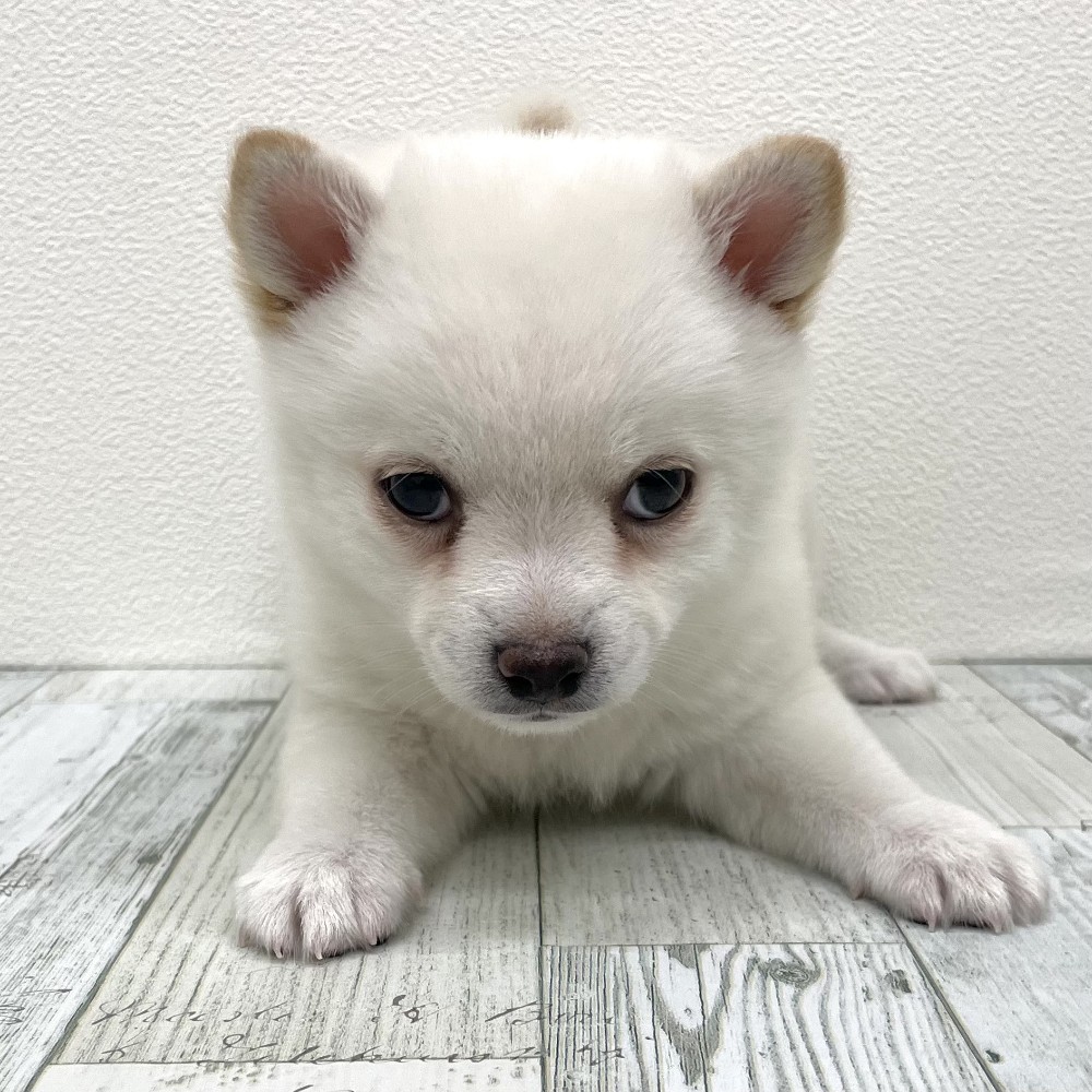 福岡県のチワ柴/柴チワ/チワシバ(チワワ×柴) (犬の家＆猫の里シュロアモール筑紫野店/2025年9月9日生まれ/男の子/白)の子犬の3枚目の画像
