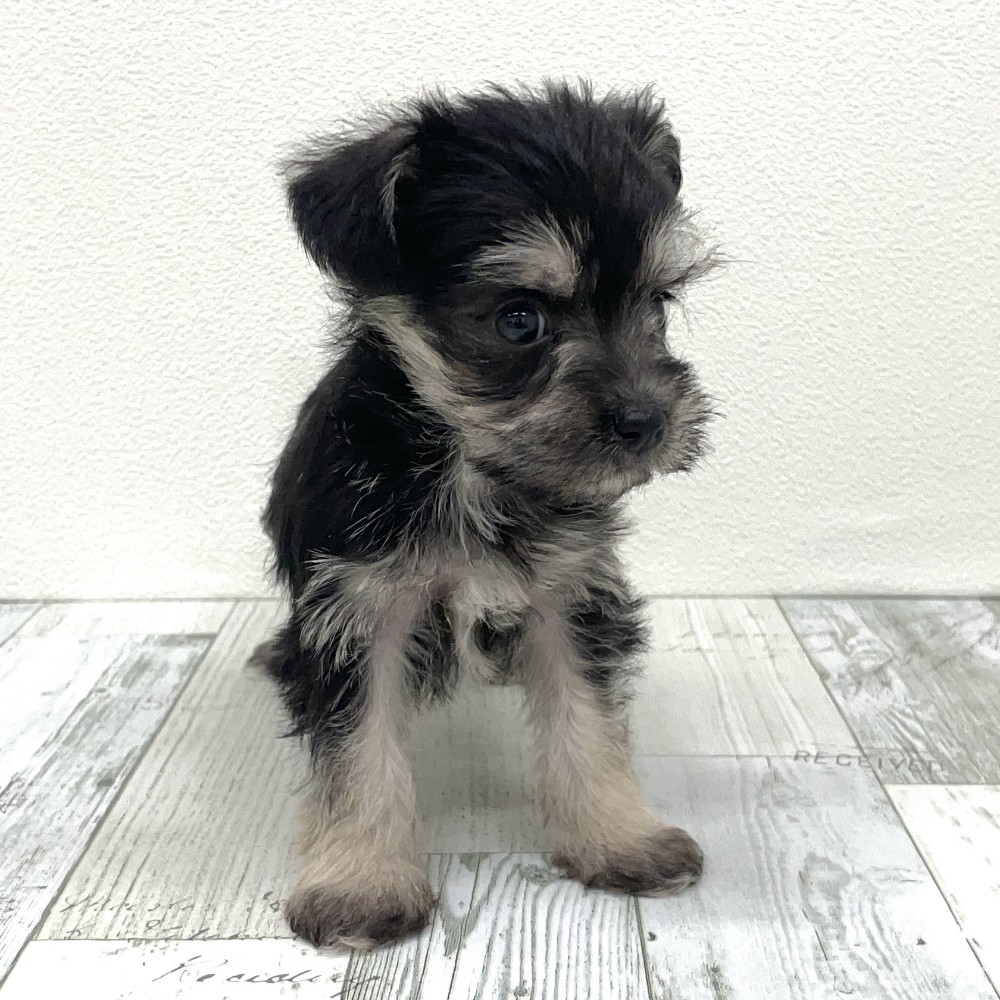 福岡県のシュナマル/マルシュナ(シュナウザー×マルチーズ) (犬の家＆猫の里シュロアモール筑紫野店/2025年9月9日生まれ/女の子/ブラックシルバー)の子犬の3枚目の画像
