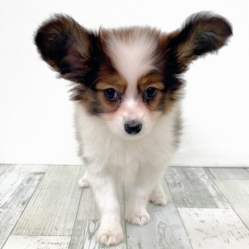 福岡県のパピヨン (犬の家＆猫の里シュロアモール筑紫野店/2025年9月8日生まれ/女の子/ホワイトブラウン)の子犬の3枚目の画像