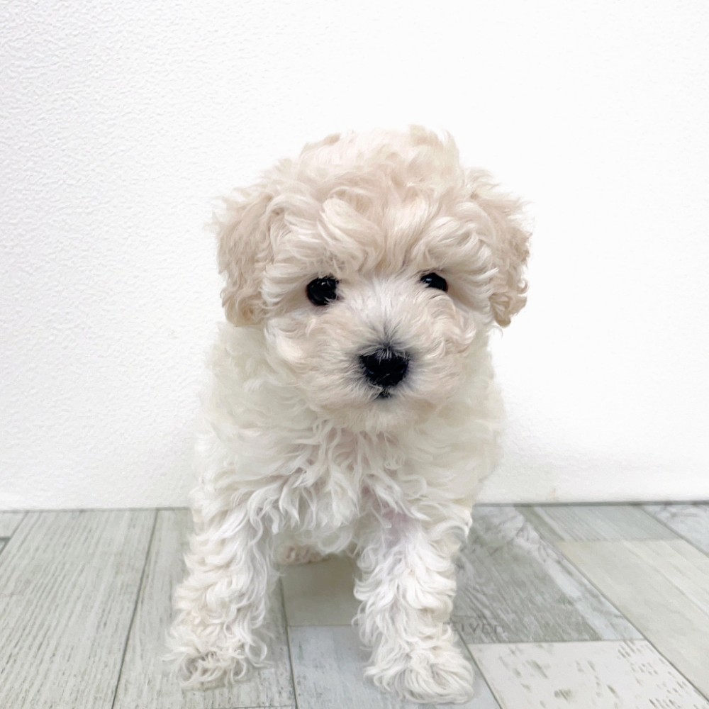 福岡県のビションプー(ビションフリーゼ×プードル) (犬の家＆猫の里シュロアモール筑紫野店/2025年9月7日生まれ/女の子/ホワイト)の子犬の3枚目の画像