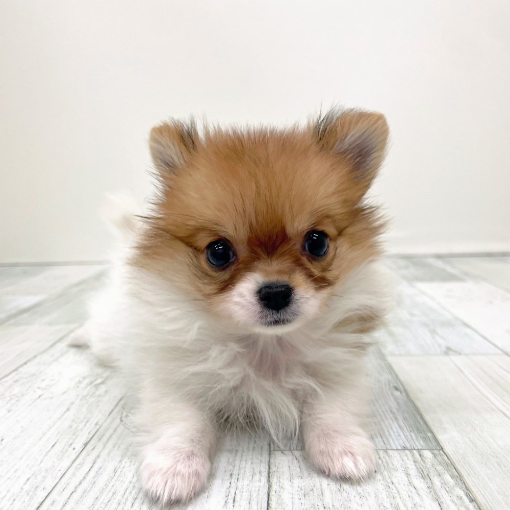 福岡県のポメチワ/チワポメ/ポメチー(ポメラニアン×チワワ) (犬の家＆猫の里シュロアモール筑紫野店/2025年9月6日生まれ/女の子/ホワイトレッド)の子犬の1枚目の画像