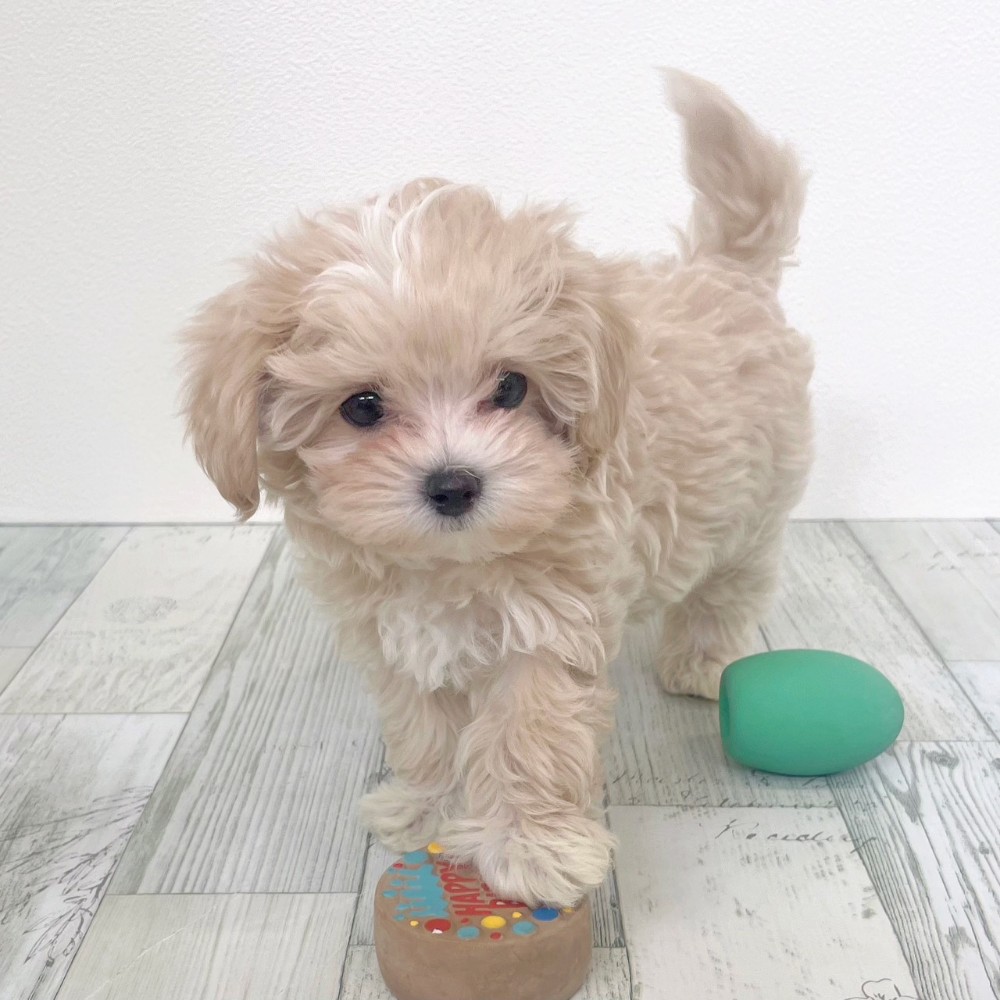 福岡県のマルプー(マルチーズ×プードル) (犬の家＆猫の里シュロアモール筑紫野店/2025年9月11日生まれ/女の子/クリームホワイト)の子犬の3枚目の画像