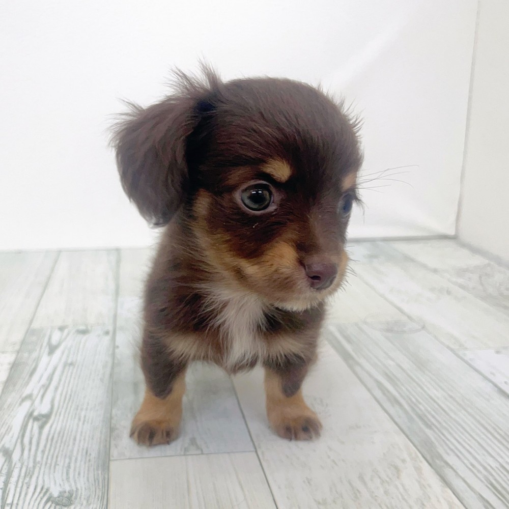 福岡県のチワックス(チワワ×ダックス) (犬の家＆猫の里シュロアモール筑紫野店/2025年9月14日生まれ/女の子/チョコレートタン)の子犬の3枚目の画像