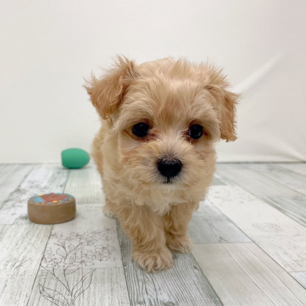 福岡県のマルプー(マルチーズ×プードル) (犬の家＆猫の里シュロアモール筑紫野店/2025年9月14日生まれ/女の子/アプリコット)の子犬の3枚目の画像