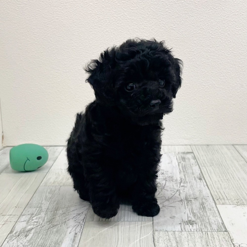 福岡県のトイプードル(タイニー) (犬の家＆猫の里シュロアモール筑紫野店/2025年9月16日生まれ/女の子/ブラック)の子犬の3枚目の画像