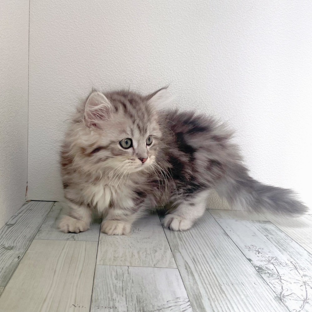 福岡県のミヌエット (犬の家＆猫の里シュロアモール筑紫野店/2025年9月13日生まれ/男の子/シルバータビーホワイト)の子猫の3枚目の画像