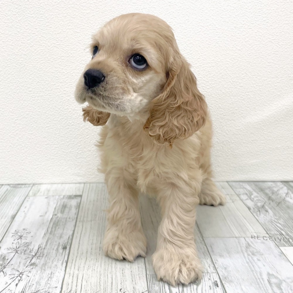 福岡県のアメリカンコッカースパニエル (犬の家＆猫の里シュロアモール筑紫野店/2025年9月22日生まれ/男の子/バフ)の子犬の3枚目の画像