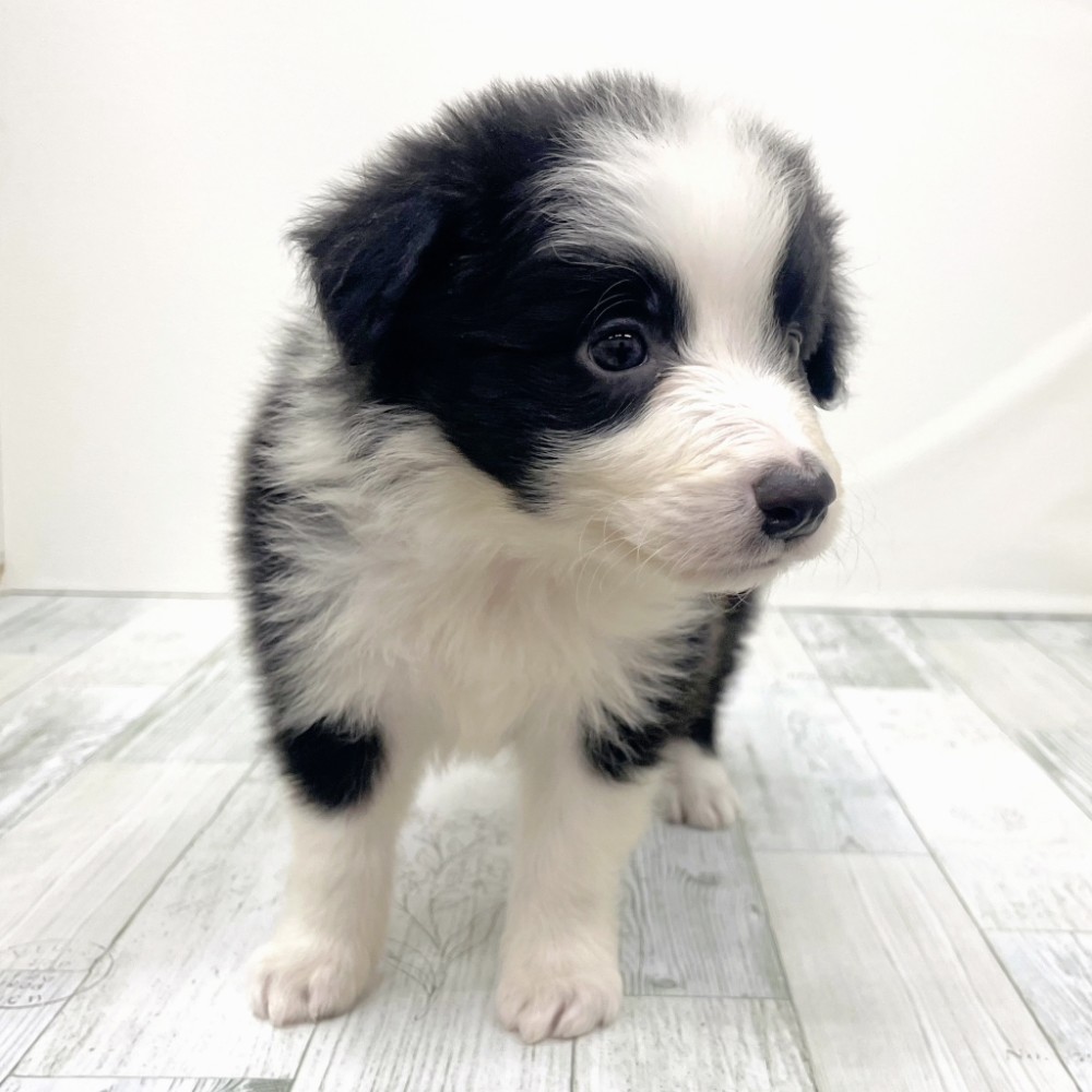 福岡県のボーダーコリー (犬の家＆猫の里シュロアモール筑紫野店/2025年9月21日生まれ/男の子/ブラックホワイト)の子犬の3枚目の画像