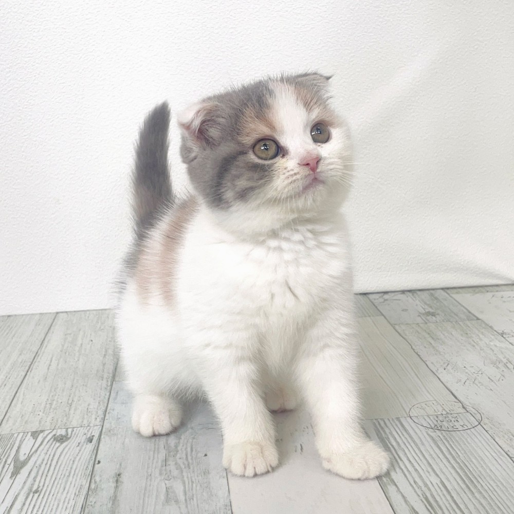 福岡県のスコティッシュフォールド (犬の家＆猫の里シュロアモール筑紫野店/2025年9月10日生まれ/女の子/ダイリュートキャリコ)の子猫の3枚目の画像