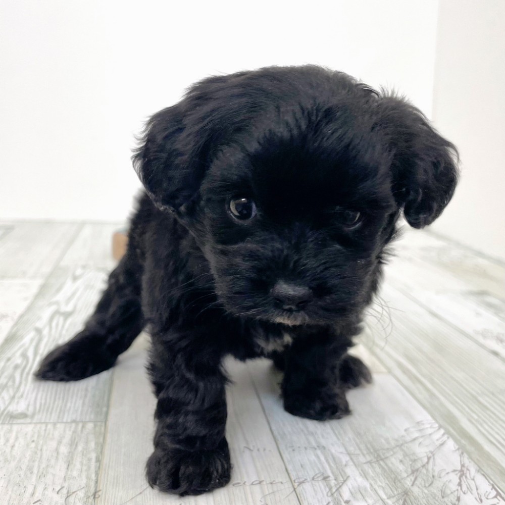 福岡県のチワプー/プーチー(チワワ×プードル) (犬の家＆猫の里シュロアモール筑紫野店/2025年9月21日生まれ/男の子/ブラック)の子犬の3枚目の画像