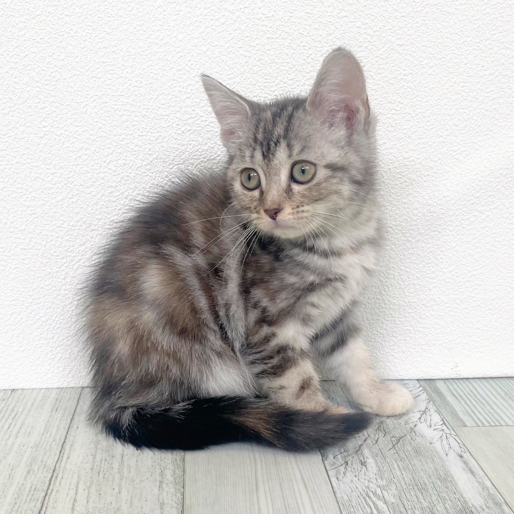 福岡県のアメリカンショートヘアー (犬の家＆猫の里シュロアモール筑紫野店/2025年9月16日生まれ/女の子/シルバーパッチドタビー)の子猫の3枚目の画像