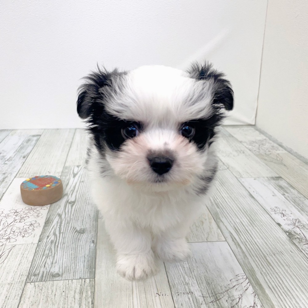 福岡県のチワマル/マルチワ(チワワ×マルチーズ) (犬の家＆猫の里シュロアモール筑紫野店/2025年9月16日生まれ/男の子/ホワイトブラック)の子犬の3枚目の画像