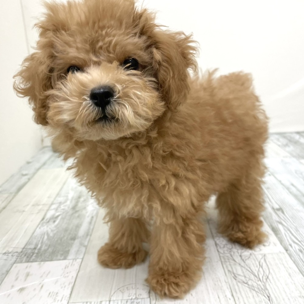 福岡県のトイプードル(トイ) (犬の家＆猫の里シュロアモール筑紫野店/2025年8月17日生まれ/男の子/レッド)の子犬の3枚目の画像