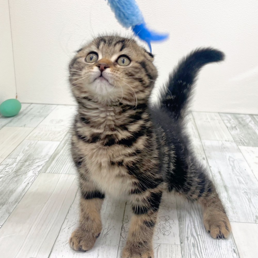 福岡県のスコティッシュフォールド (犬の家＆猫の里シュロアモール筑紫野店/2025年9月5日生まれ/男の子/ブラウンタビー)の子猫の3枚目の画像