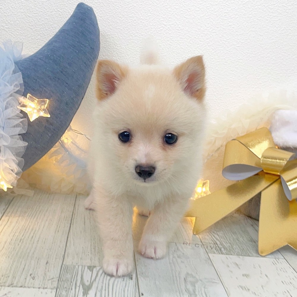 ハーフ犬男の子の写真