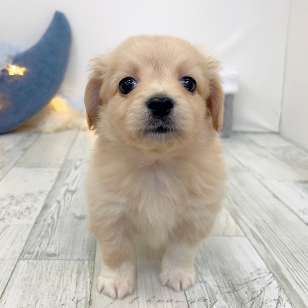 福岡県のチワックス(チワワ×ダックス) (犬の家＆猫の里シュロアモール筑紫野店/2025年9月30日生まれ/男の子/イエロー)の子犬の3枚目の画像