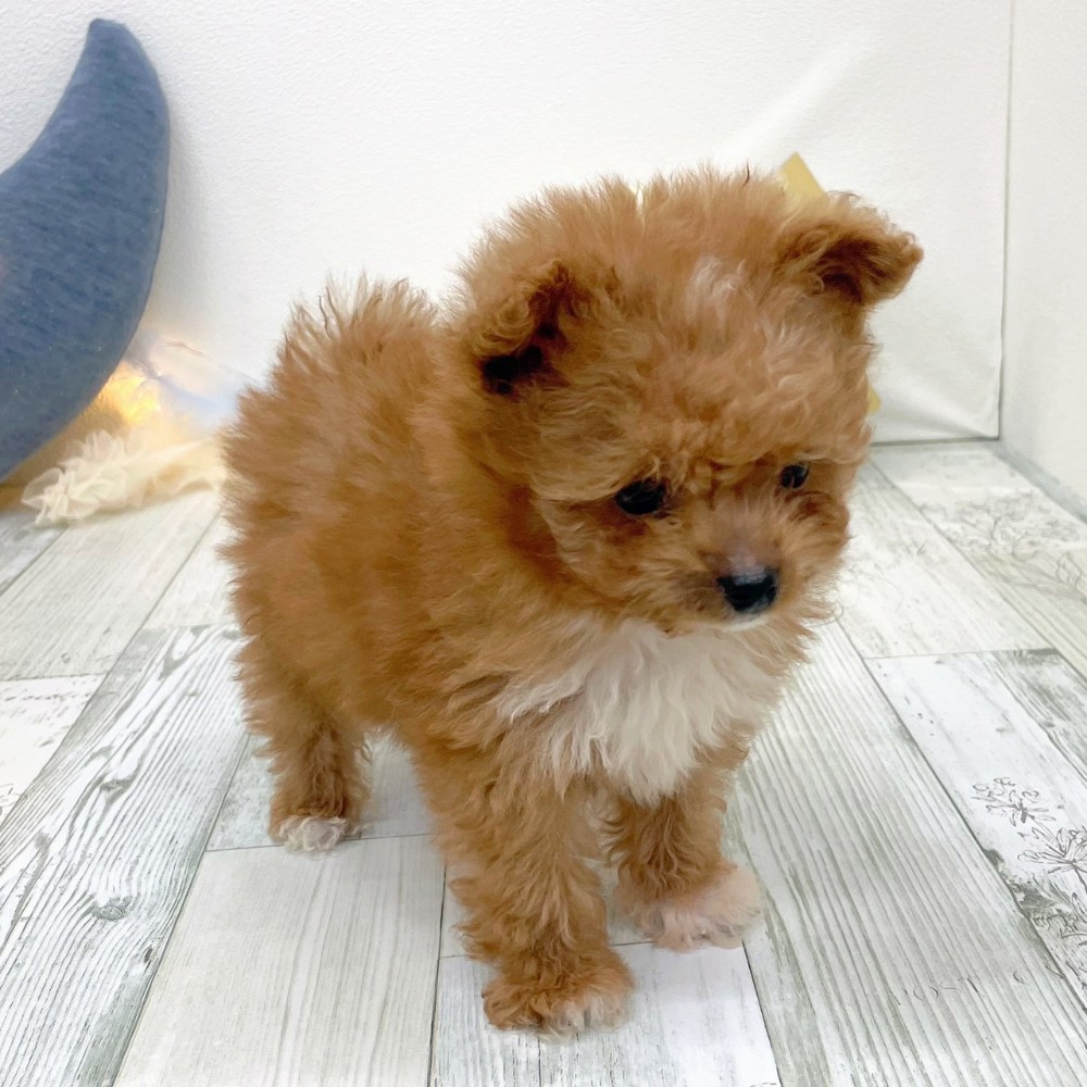 福岡県のポメプー(ポメラニアン×プードル) (犬の家＆猫の里シュロアモール筑紫野店/2025年9月23日生まれ/男の子/オレンジ)の子犬の3枚目の画像