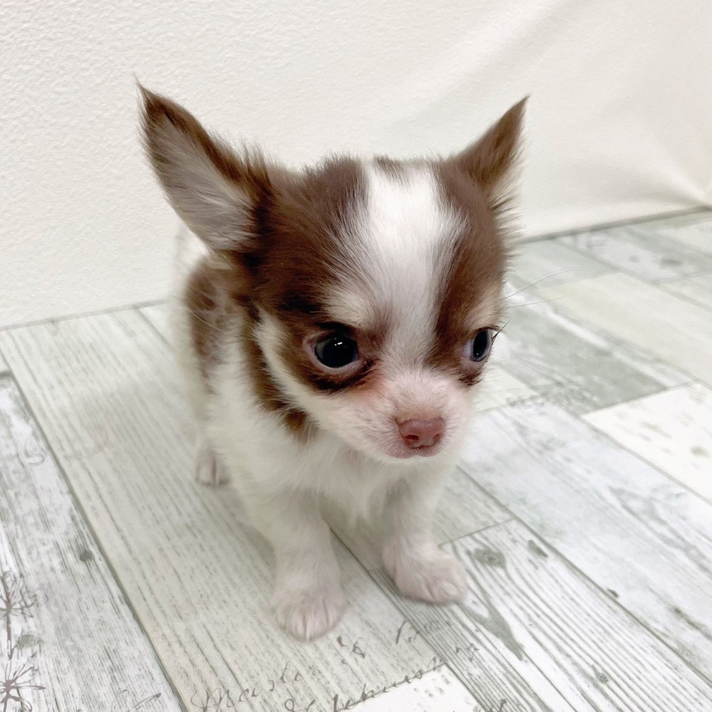 福岡県のチワワ(ロング) (犬の家＆猫の里シュロアモール筑紫野店/2025年10月6日生まれ/男の子/ホワイトチョコレートタン)の子犬の3枚目の画像