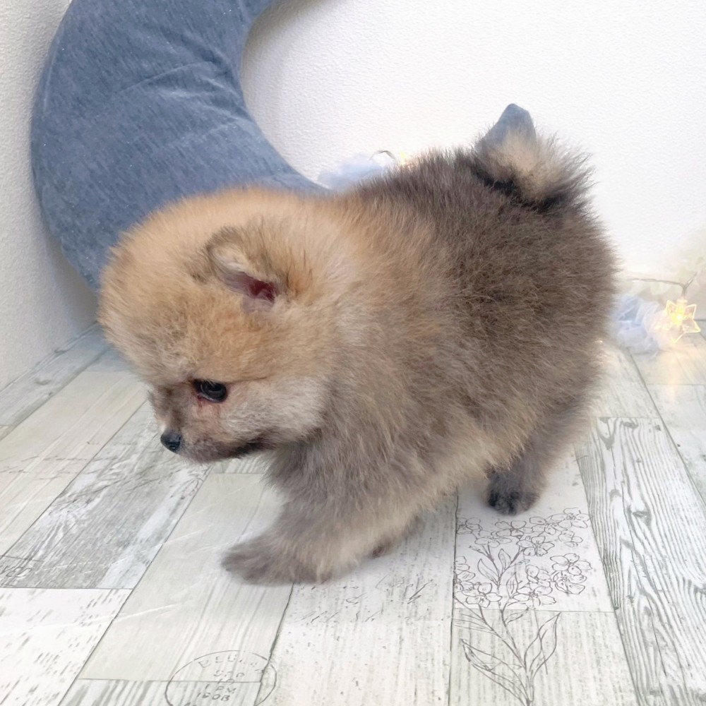 福岡県のポメラニアン (犬の家＆猫の里シュロアモール筑紫野店/2025年10月5日生まれ/男の子/オレンジセーブル)の子犬の3枚目の画像